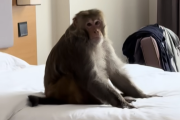 西藏遊客酒店驚遇藏猕猴