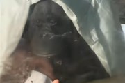 動物園猩猩當眾落淚　網友質疑設立必要性