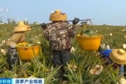 「鳳梨之海」豐收增收帶動十五萬果農致富