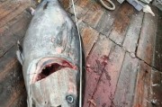 浙江漁民罕捕兩尾巨無霸藍鰭金槍魚