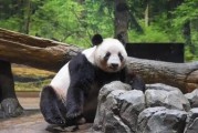 半世紀首見無熊貓 日本最後兩隻返華