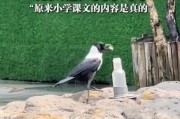 課本皆真！廣州烏鴉投石飲水